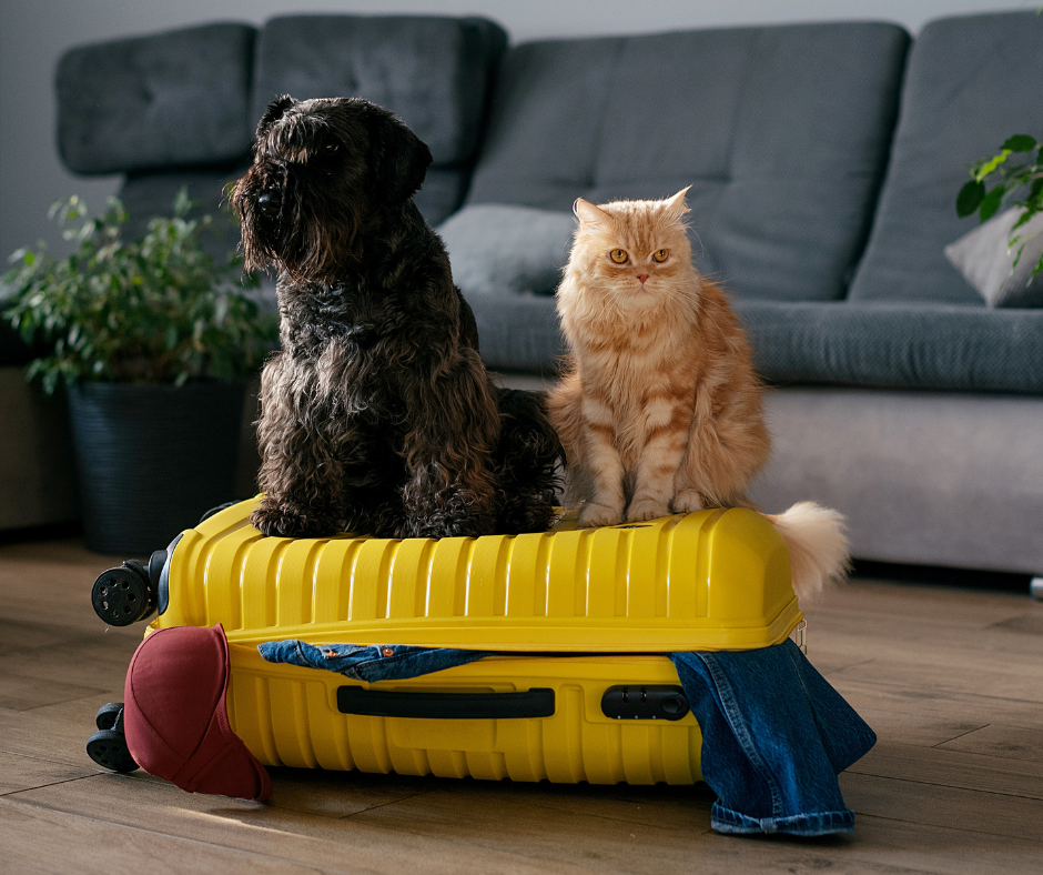 Moving Home with Pets